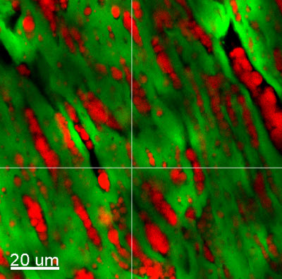 Mozzarella microstructure